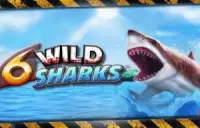 6 Wild Sharks Logo